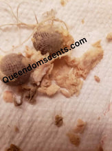 Load image into Gallery viewer, Yoni Pearls (2-3)